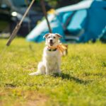 Hunde sind willkommen bei SOMMERJUNG, dem Ferienlager für Erwachsene